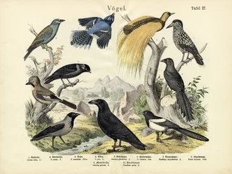 Oiseaux, vers 1860